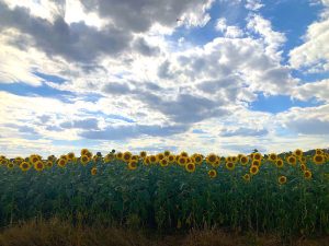 Sonnenblumenfeld am Süßen See