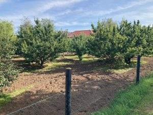 Obstbäume des Baugrundstücks in Aseleben am Süßen See zu kaufen