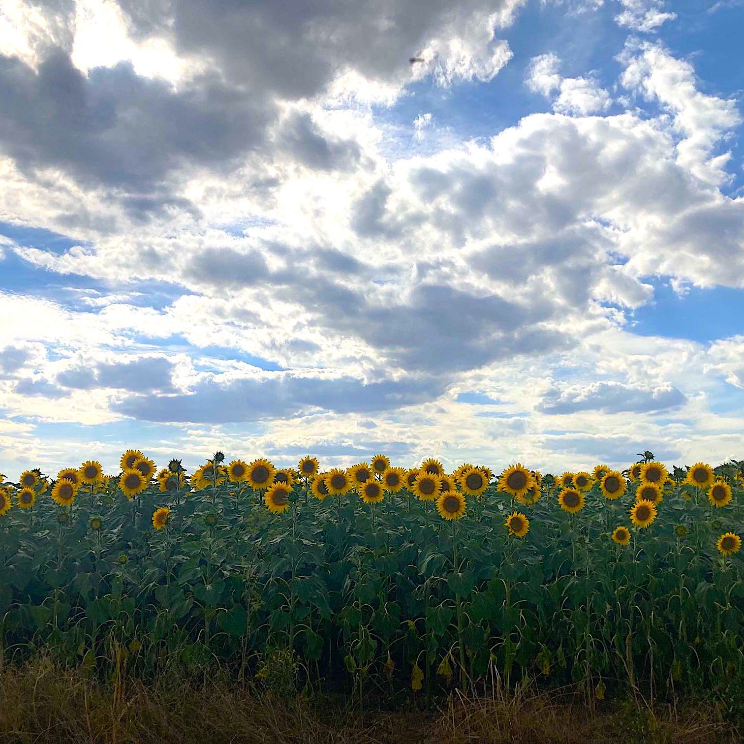 Sonnenblumenfeld am Süßen See